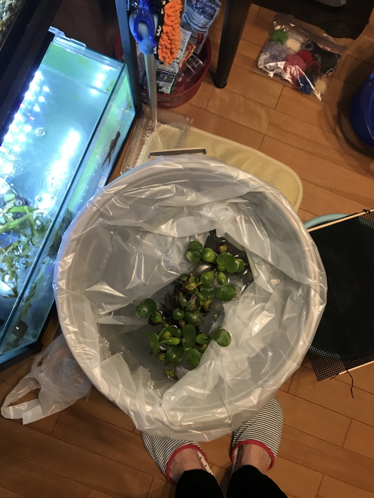 メダカさんが来た当初
